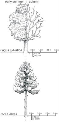 Fine Spatial Scale Variation of Soil Microbial Communities under European Beech and Norway Spruce